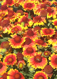 Gaillardia x grandiflora 'Arizona Sun'